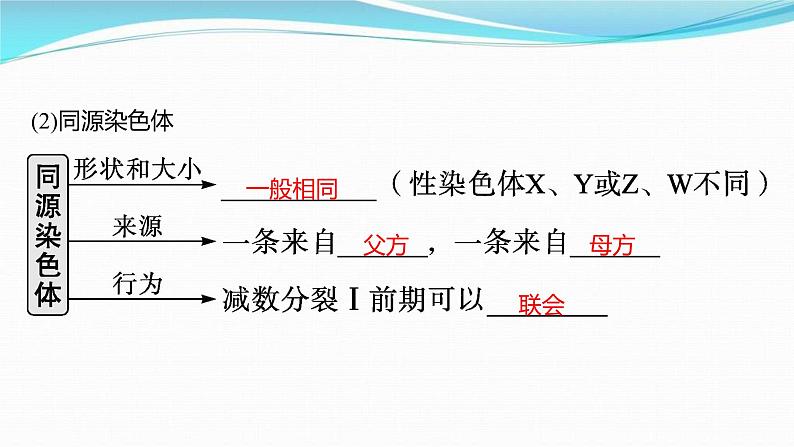 新高考生物一轮复习讲练课件：第12讲　减数分裂和受精作用（含解析）05