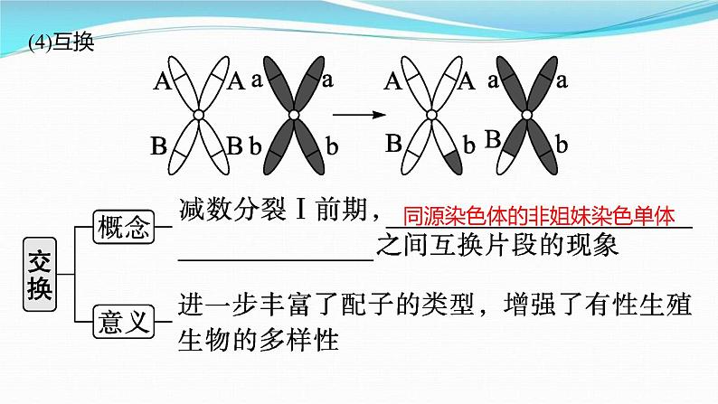 新高考生物一轮复习讲练课件：第12讲　减数分裂和受精作用（含解析）07