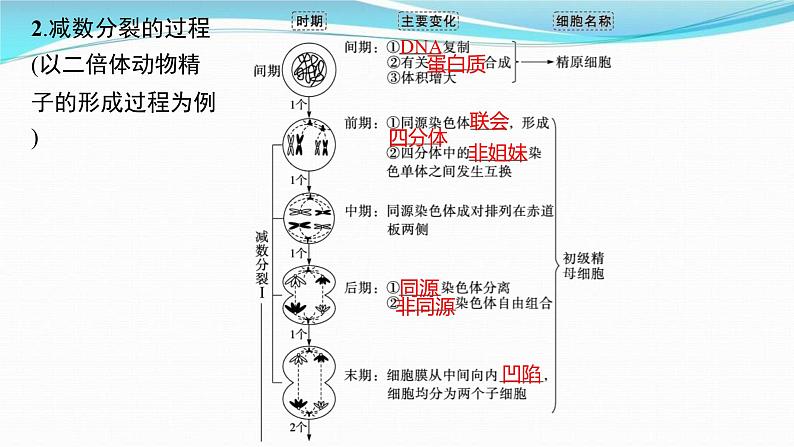 新高考生物一轮复习讲练课件：第12讲　减数分裂和受精作用（含解析）08