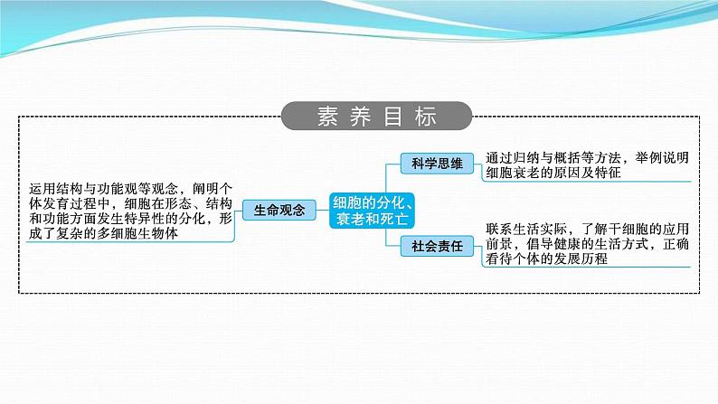 新高考生物一轮复习讲练课件：第13讲　细胞的分化、衰老和死亡（含解析）02