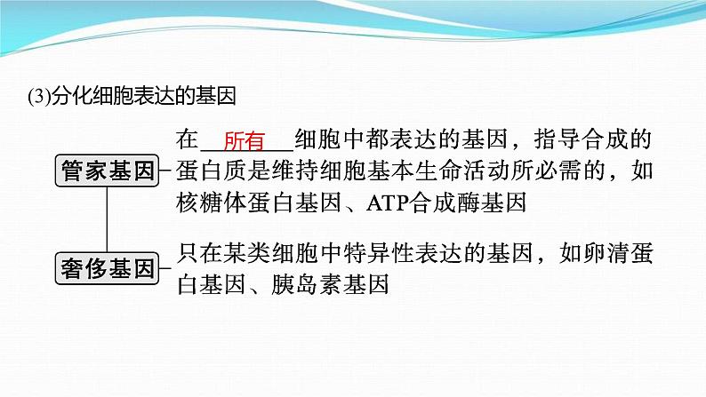 新高考生物一轮复习讲练课件：第13讲　细胞的分化、衰老和死亡（含解析）05