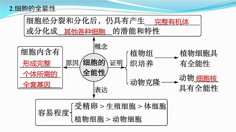 新高考生物一轮复习讲练课件：第13讲　细胞的分化、衰老和死亡（含解析）07