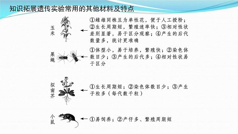 新高考生物一轮复习讲练课件：第14讲　孟德尔的豌豆杂交实验(一)（含解析）04