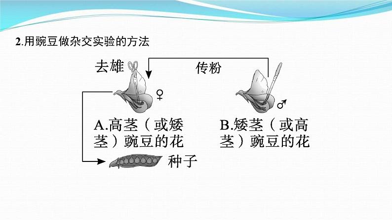 新高考生物一轮复习讲练课件：第14讲　孟德尔的豌豆杂交实验(一)（含解析）05