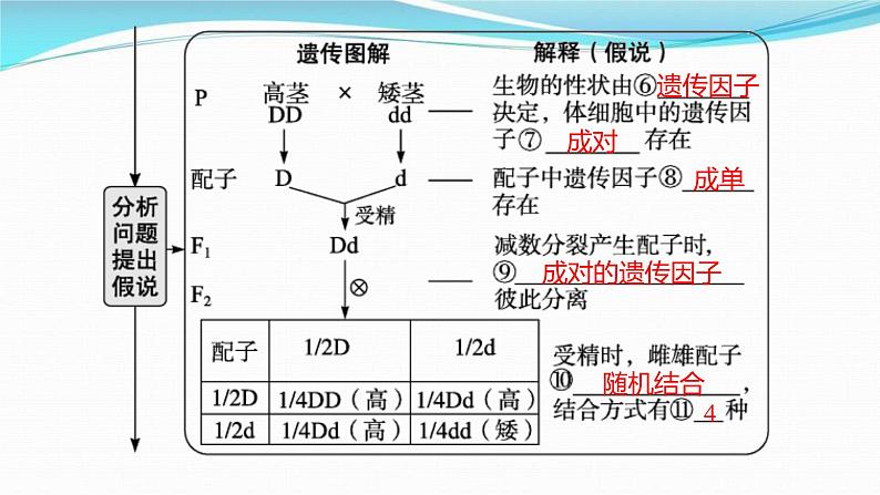 新高考生物一轮复习讲练课件：第14讲　孟德尔的豌豆杂交实验(一)（含解析）08