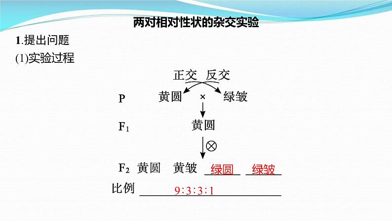 新高考生物一轮复习讲练课件：第15讲　孟德尔的豌豆杂交实验(二)（含解析）04