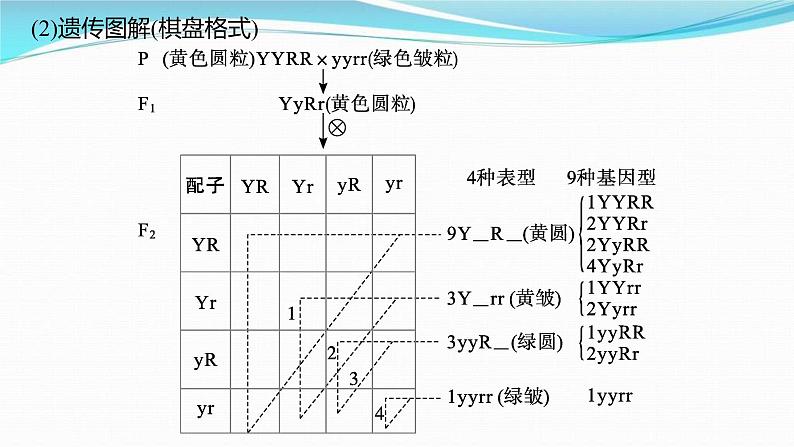 新高考生物一轮复习讲练课件：第15讲　孟德尔的豌豆杂交实验(二)（含解析）07