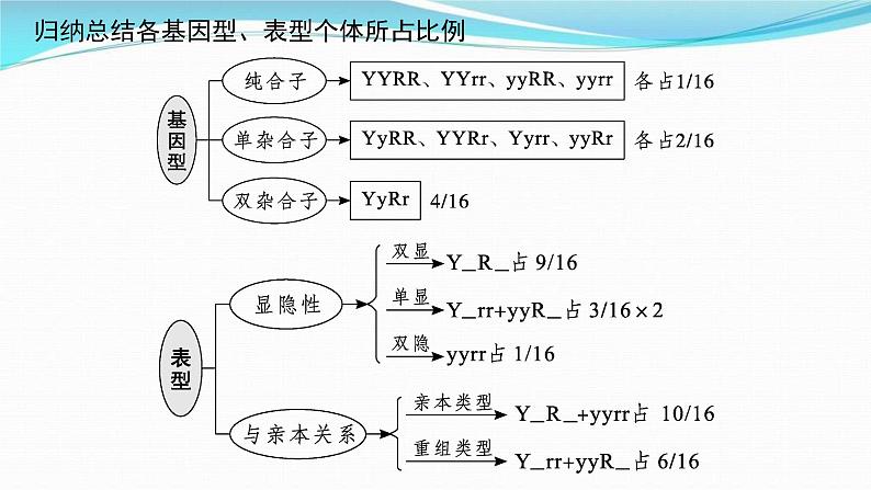 新高考生物一轮复习讲练课件：第15讲　孟德尔的豌豆杂交实验(二)（含解析）08