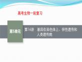 新高考生物一轮复习讲练课件：第16讲　基因在染色体上、伴性遗传和人类遗传病（含解析）