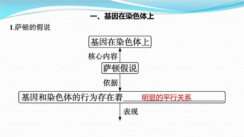 新高考生物一轮复习讲练课件：第16讲　基因在染色体上、伴性遗传和人类遗传病（含解析）第3页