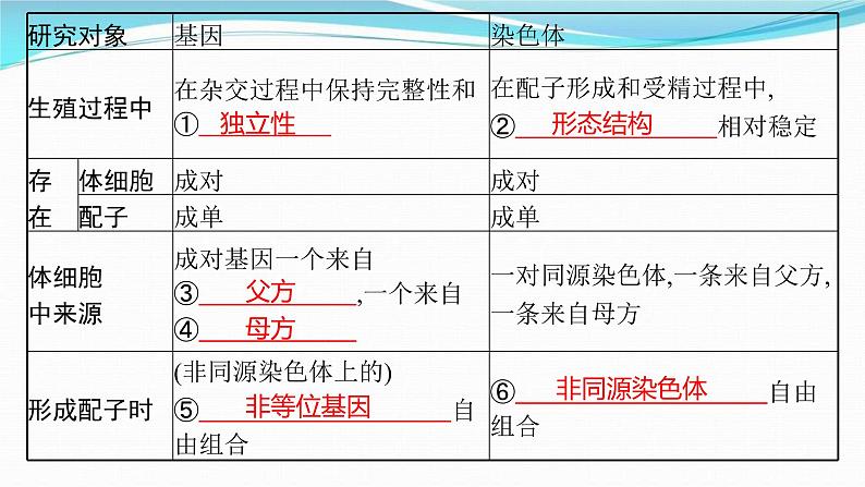 新高考生物一轮复习讲练课件：第16讲　基因在染色体上、伴性遗传和人类遗传病（含解析）第4页