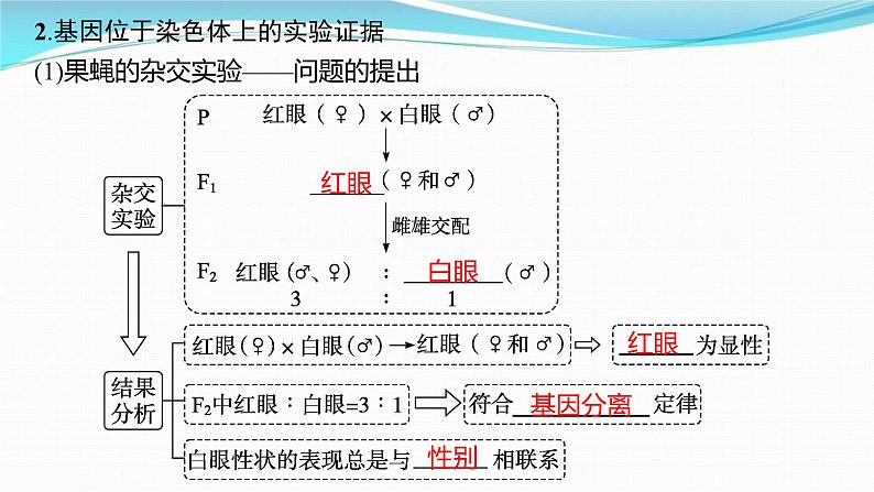 新高考生物一轮复习讲练课件：第16讲　基因在染色体上、伴性遗传和人类遗传病（含解析）第5页