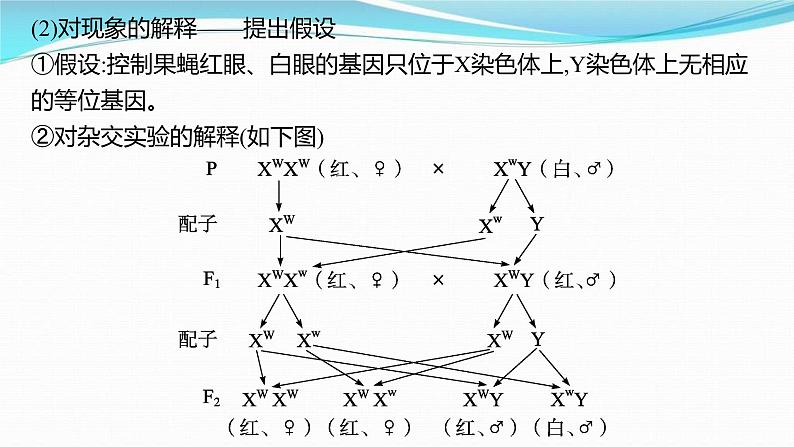 新高考生物一轮复习讲练课件：第16讲　基因在染色体上、伴性遗传和人类遗传病（含解析）第6页