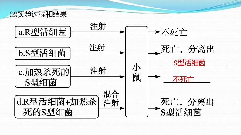 新高考生物一轮复习讲练课件：第17讲　DNA是主要的遗传物质（含解析）04