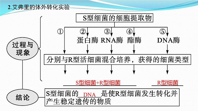 新高考生物一轮复习讲练课件：第17讲　DNA是主要的遗传物质（含解析）06