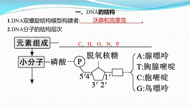 新高考生物一轮复习讲练课件：第18讲　DNA的结构和复制基因通常是有遗传效应的DNA片段（含解析）03