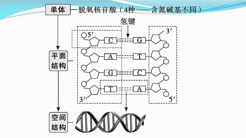 新高考生物一轮复习讲练课件：第18讲　DNA的结构和复制基因通常是有遗传效应的DNA片段（含解析）04