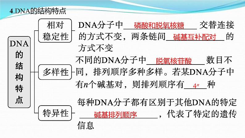 新高考生物一轮复习讲练课件：第18讲　DNA的结构和复制基因通常是有遗传效应的DNA片段（含解析）07