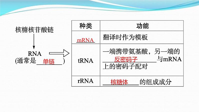 新高考生物一轮复习讲练课件：第19讲　基因的表达（含解析）04