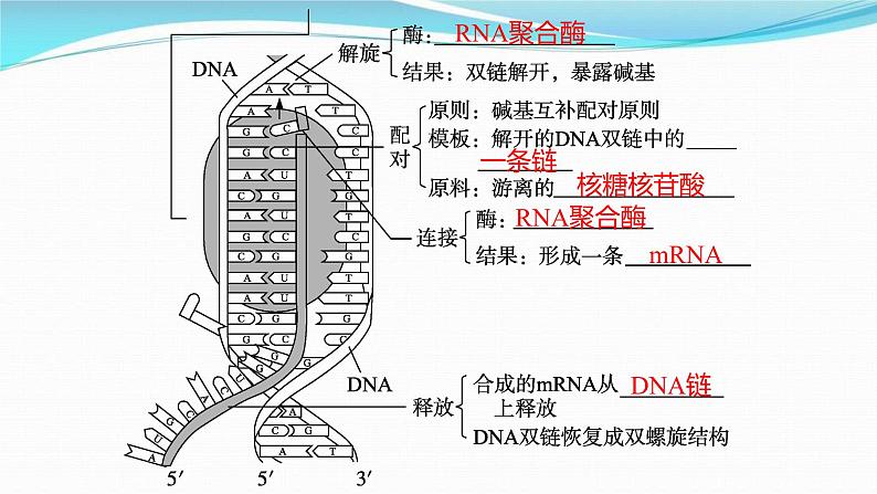 新高考生物一轮复习讲练课件：第19讲　基因的表达（含解析）06