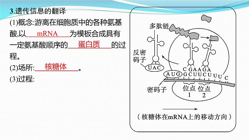 新高考生物一轮复习讲练课件：第19讲　基因的表达（含解析）08