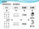 新高考生物一轮复习讲练课件：第20讲　基因突变、基因重组（含解析）