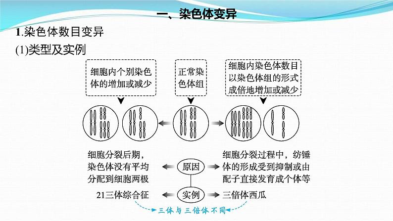 新高考生物一轮复习讲练课件：第21讲　染色体变异与育种（含解析）03