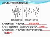 新高考生物一轮复习讲练课件：第21讲　染色体变异与育种（含解析）