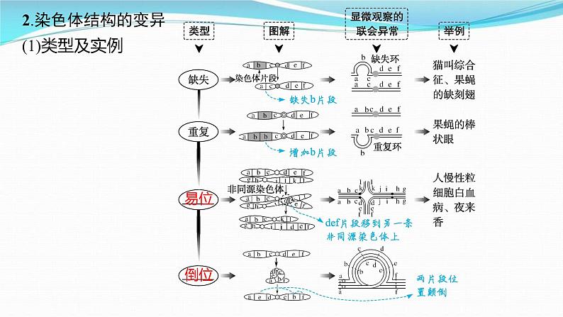 新高考生物一轮复习讲练课件：第21讲　染色体变异与育种（含解析）08