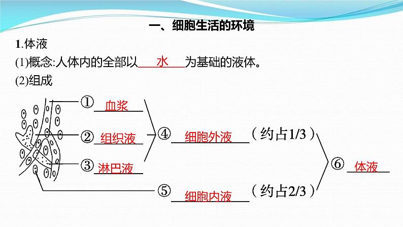 新高考生物一轮复习讲练课件：第23讲　人体的内环境与稳态（含解析）03