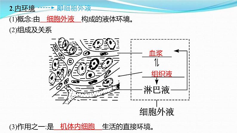 新高考生物一轮复习讲练课件：第23讲　人体的内环境与稳态（含解析）04