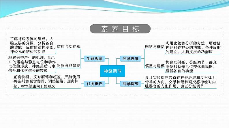 新高考生物一轮复习讲练课件：第24讲　神经调节（含解析）第2页