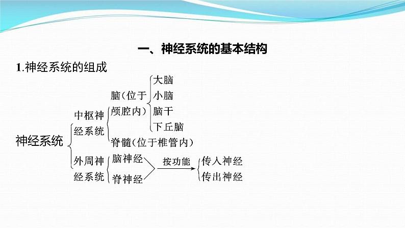 新高考生物一轮复习讲练课件：第24讲　神经调节（含解析）第3页