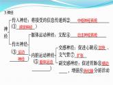 新高考生物一轮复习讲练课件：第24讲　神经调节（含解析）