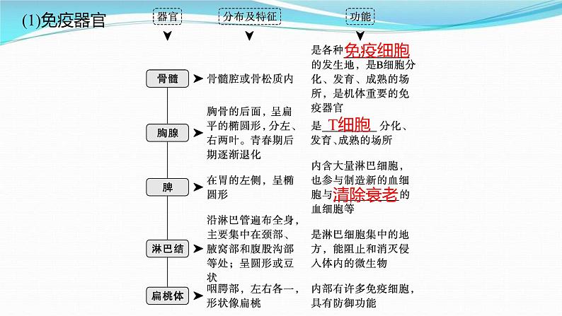 新高考生物一轮复习讲练课件：第26讲　免疫调节（含解析）04