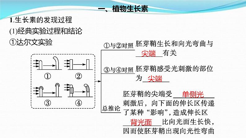 新高考生物一轮复习讲练课件：第27讲　植物生命活动的调节（含解析）第3页