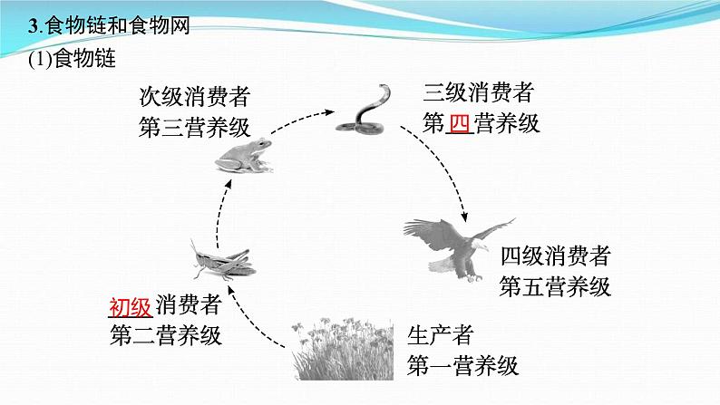 新高考生物一轮复习讲练课件：第30讲　生态系统的结构、能量流动（含解析）06