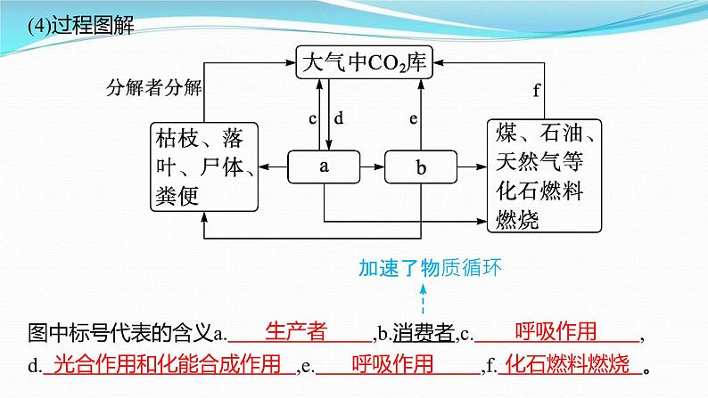 新高考生物一轮复习讲练课件：第31讲　生态系统的物质循环、信息传递及其稳定性（含解析）05