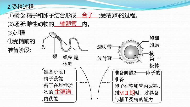 新高考生物一轮复习讲练课件：第36讲　胚胎工程及生物技术的安全性与伦理问题（含解析）04