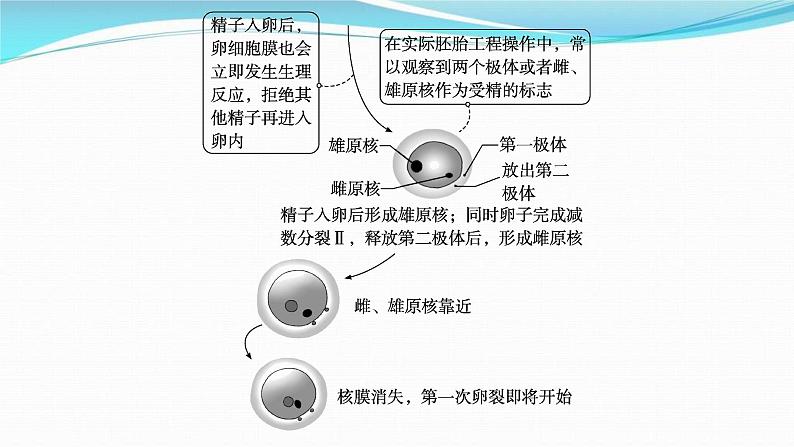 新高考生物一轮复习讲练课件：第36讲　胚胎工程及生物技术的安全性与伦理问题（含解析）06