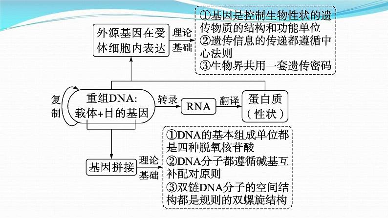 新高考生物一轮复习讲练课件：第37讲　基因工程的基本工具与操作程序（含解析）第4页