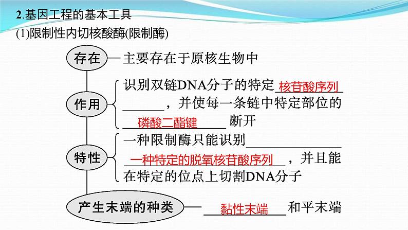 新高考生物一轮复习讲练课件：第37讲　基因工程的基本工具与操作程序（含解析）第5页