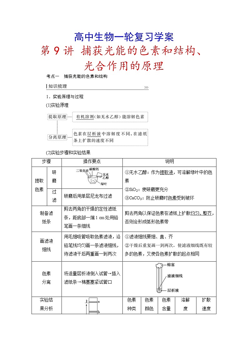 新高考生物一轮复习学案：第9讲   捕获光能的色素和结构、光合作用的原理（含解析）01