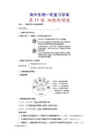 新高考生物一轮复习学案：第11讲　细胞的增殖（含解析）