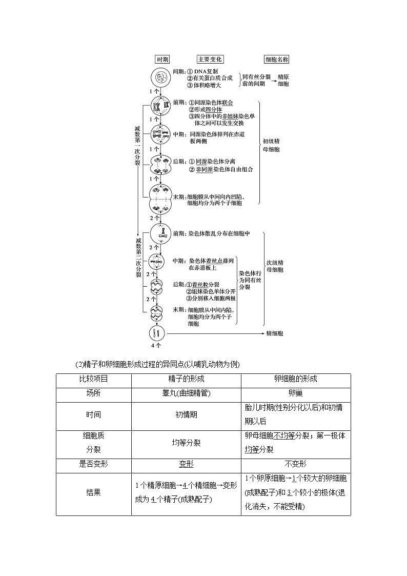 新高考生物一轮复习学案：第12讲　减数分裂与受精作用（含解析）02