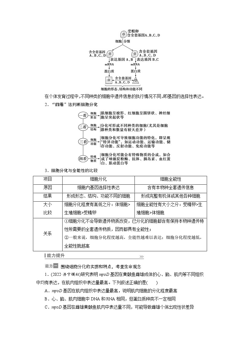 新高考生物一轮复习学案：第13讲　细胞的分化、衰老、凋亡与癌变（含解析）第3页