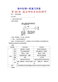 新高考生物一轮复习学案：第24讲　通过神经系统的调节（含解析）