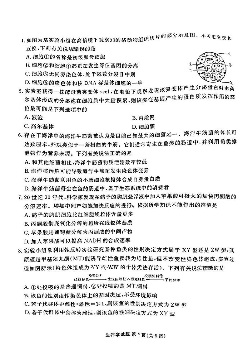2024广东省衡水金卷高三上学期10月大联考试题生物PDF版含解析02