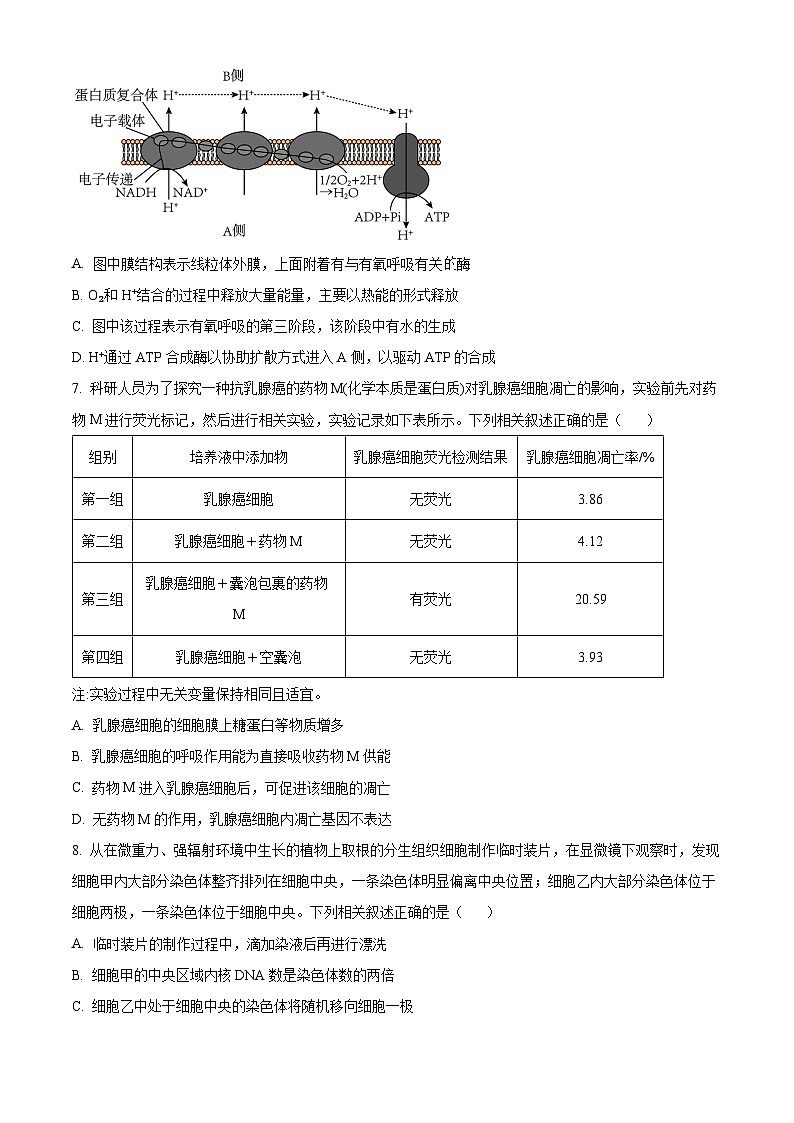 安徽省巢湖市第一中学2023-2024学年高三10月月考生物试题无答案第3页