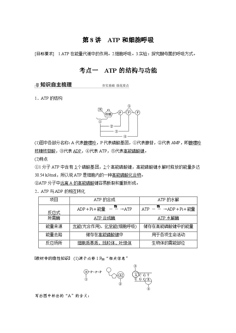 新高考生物一轮复习精品学案 第3单元 第8讲　ATP和细胞呼吸（含解析）01